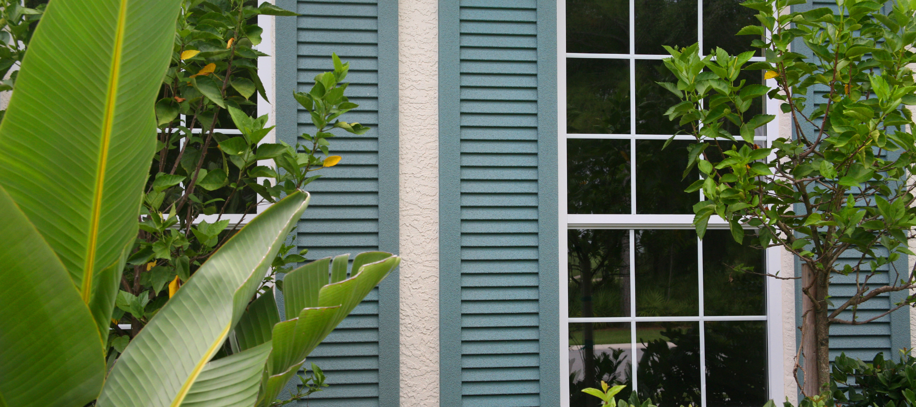 blue shutters with plants in front